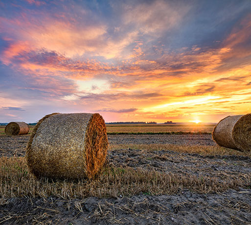Field hay bales background