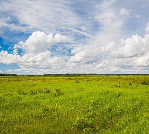 Field prairie background