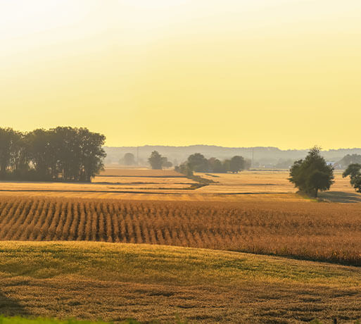Field rolling hills background