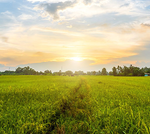 Grass field background