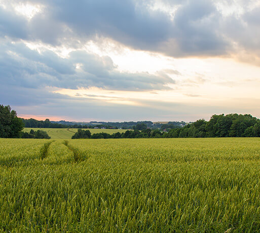 Wheat field background